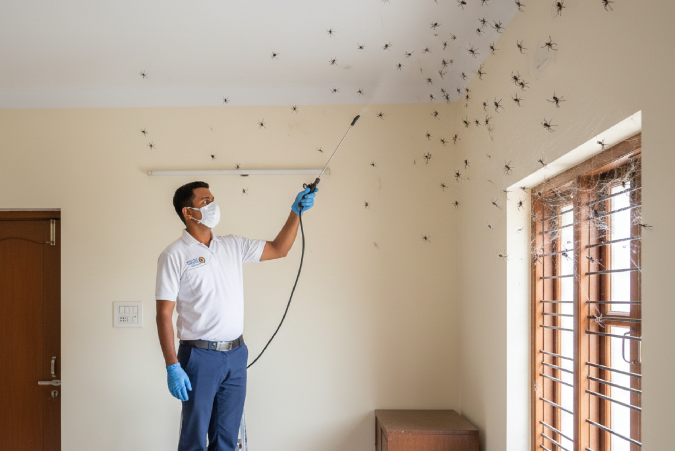 Spider Control in Pune